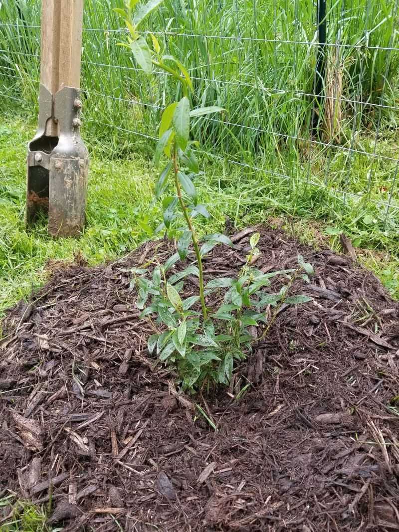 Skipping Mulch A Big Mistake In Texas