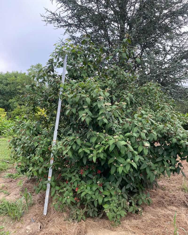 Many Viburnums Grow Flowers On Old Branches