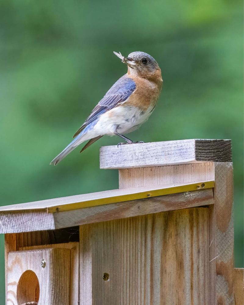 Nest Boxes Provide Safe Places For Bluebirds To Raise Young