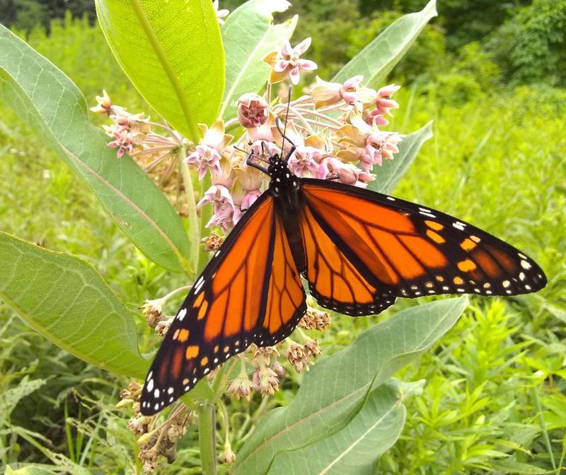 Native Plants Provide Better Support