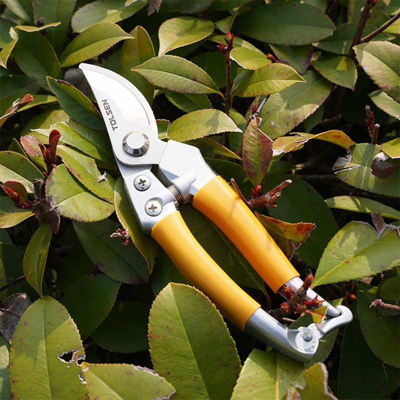 Use Clean, Sharp Pruners For Precise Cuts