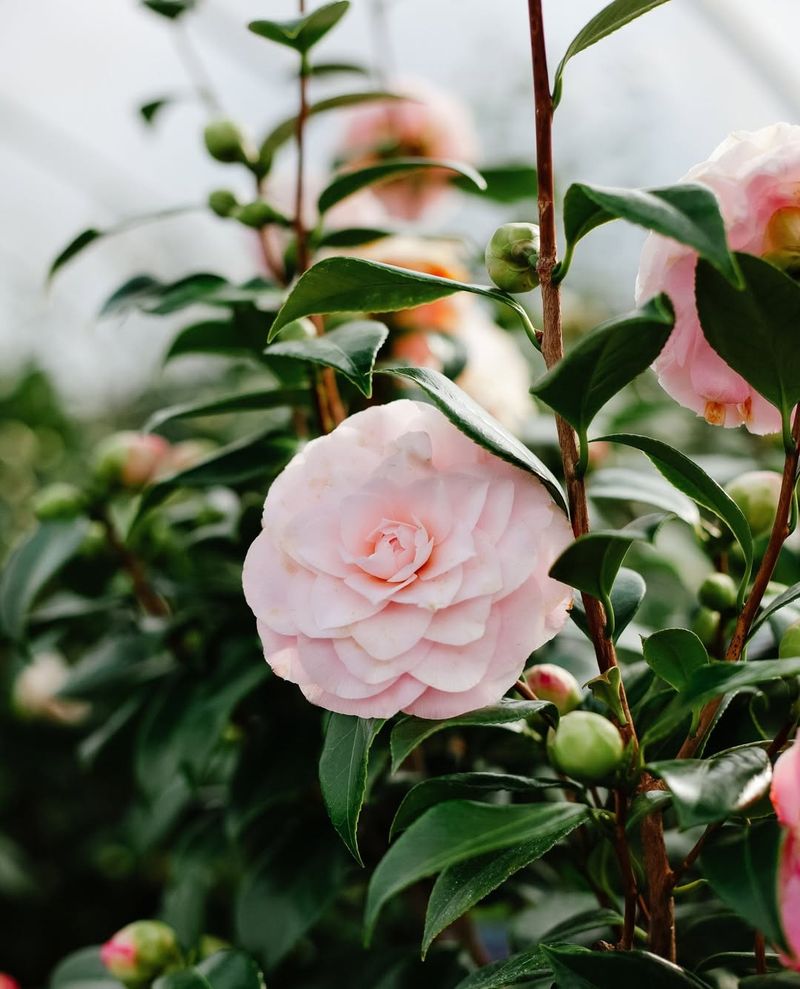 Stop Pruning By Late Spring To Protect Next Year's Buds