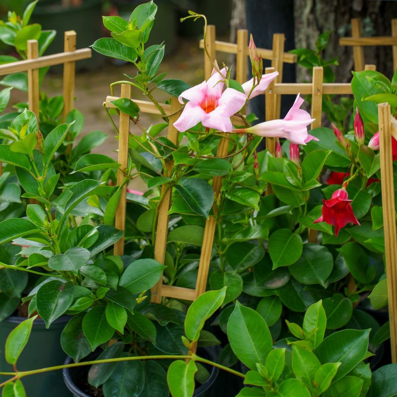 Trim For Fullness Not Just Size