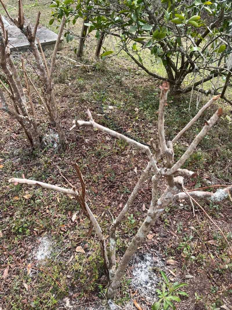 Remove Old, Unproductive Canes