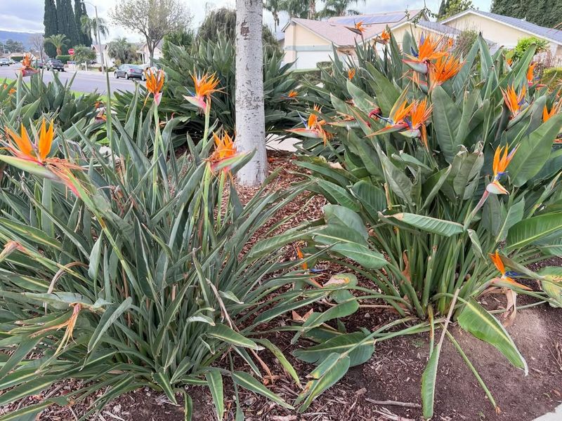 Established Plants Bounce Back Faster In Warm Weather