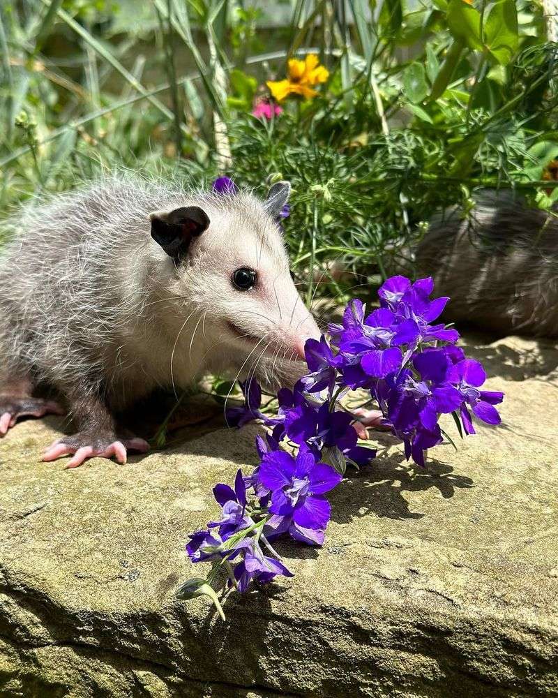 Their Diet Includes Insects That Often Damage Garden Plants
