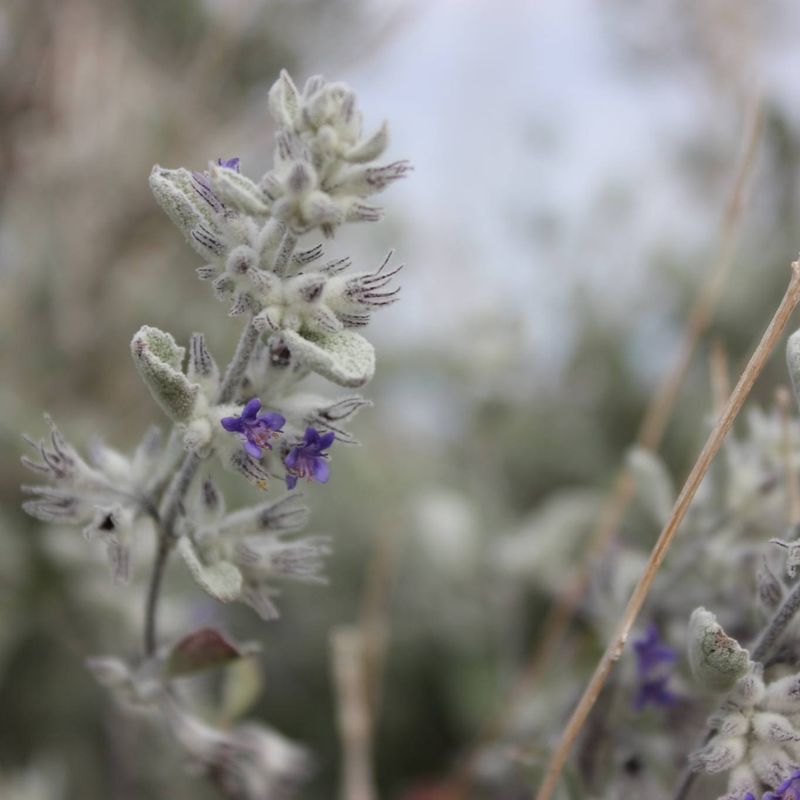 Desert Lavender Filling The Air With Fragrance