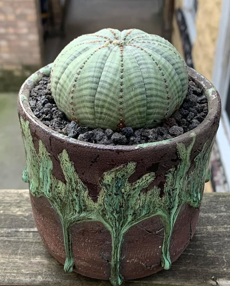 Euphorbia Obesa Forms A Perfect Round Ball