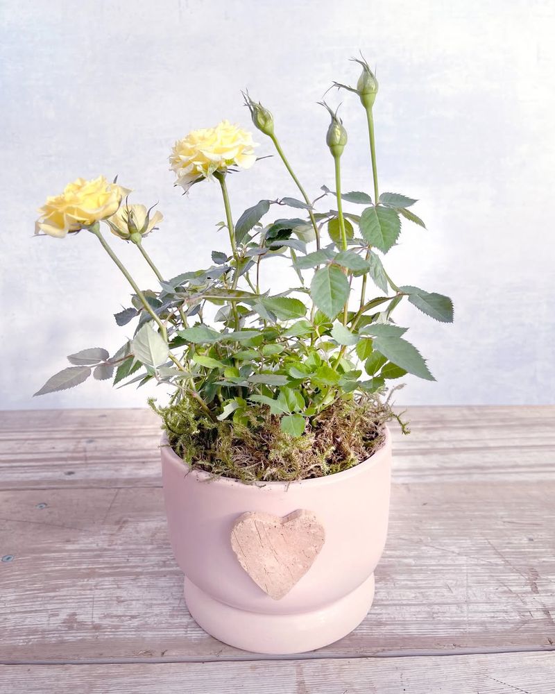 Mini Rose Adds Classic Romance In A Small Pot