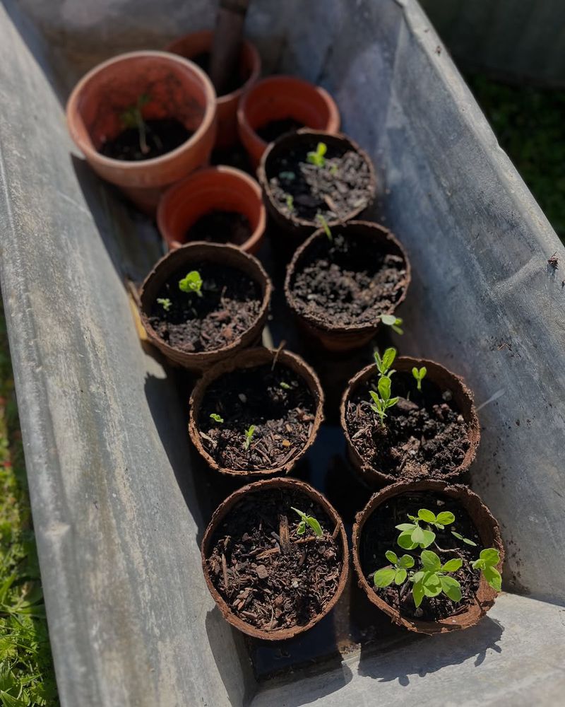 Prep Seed-Starting Containers To Prevent Damping-Off