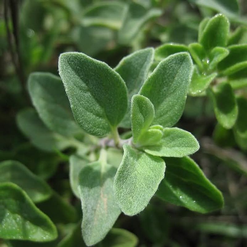 Marjoram