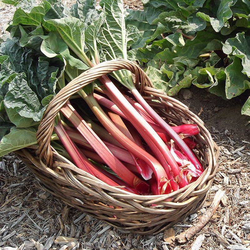 Rhubarb