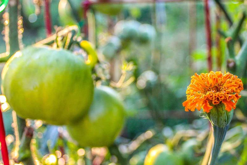 Marigolds Add Bright Color And Extra Garden Backup