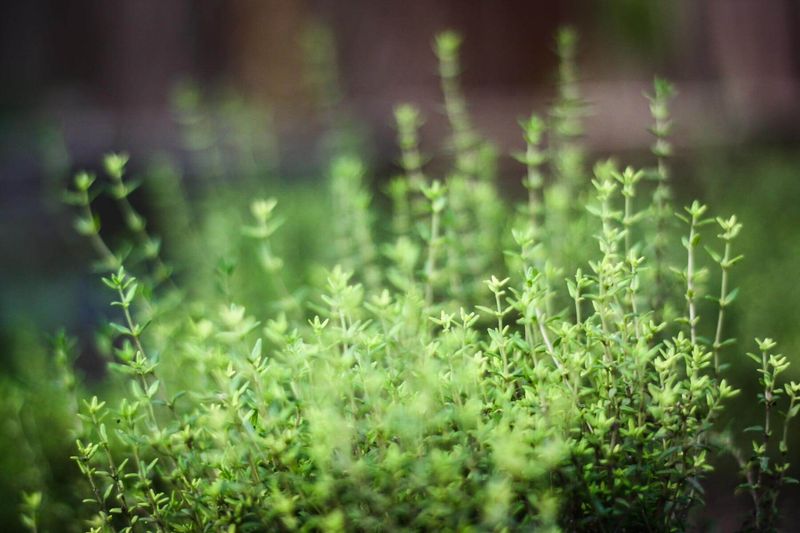 Thyme Stays Low And Thrives In Well-Drained Soil