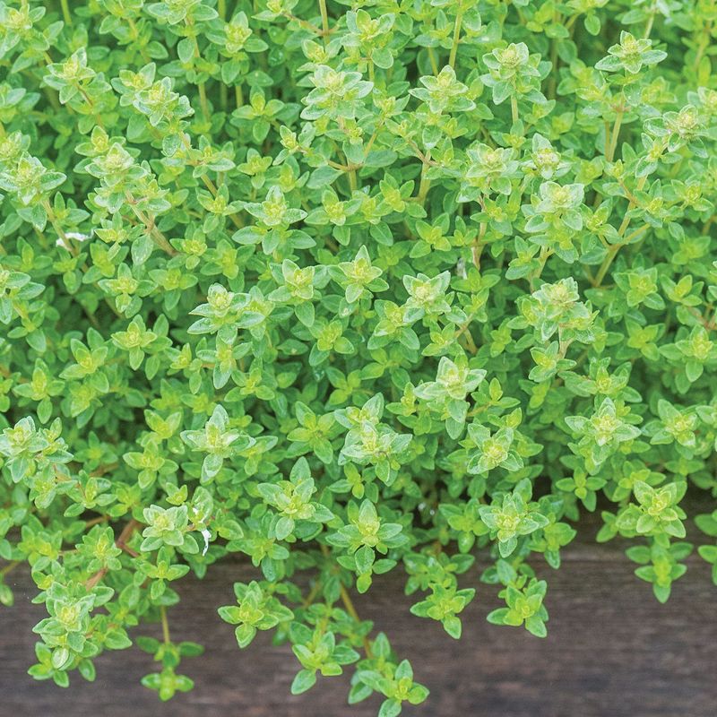 Thyme That Packs Tiny Leaves, Big Taste