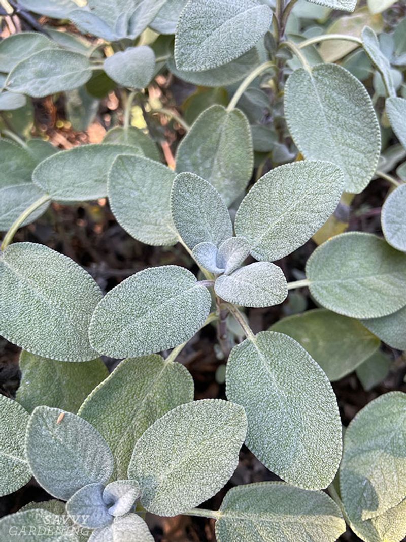 Sage With Soft Velvety Leaves And Culinary Charm