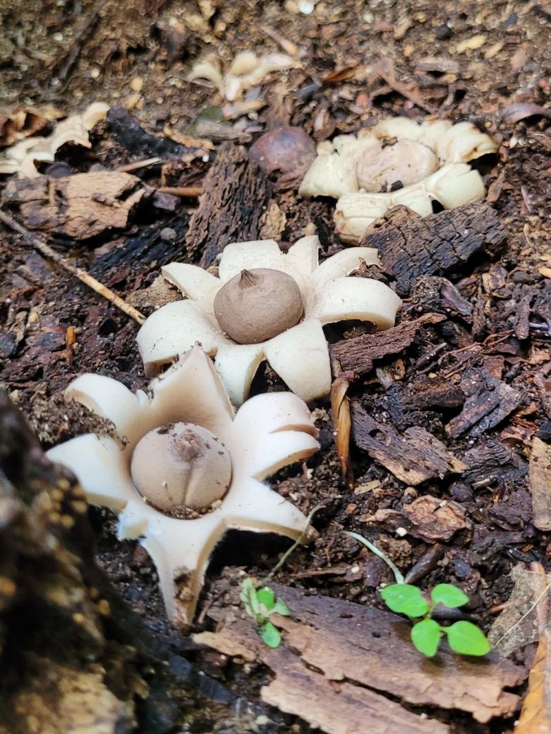 Moisture And Decaying Organic Matter Support Their Growth