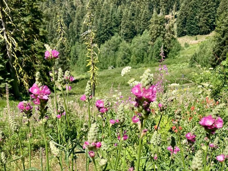 Looser Planting Styles Feel More Relaxed And More Resilient