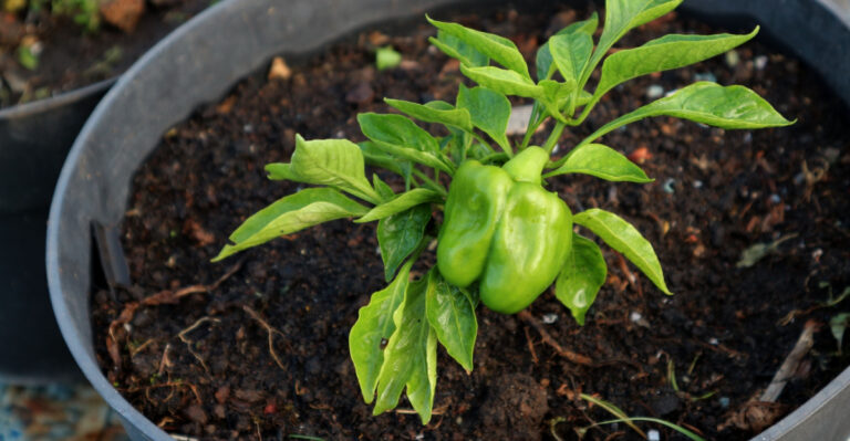 Oregon Gardeners Can Start These 7 Container Plants To Kick Off Spring Right