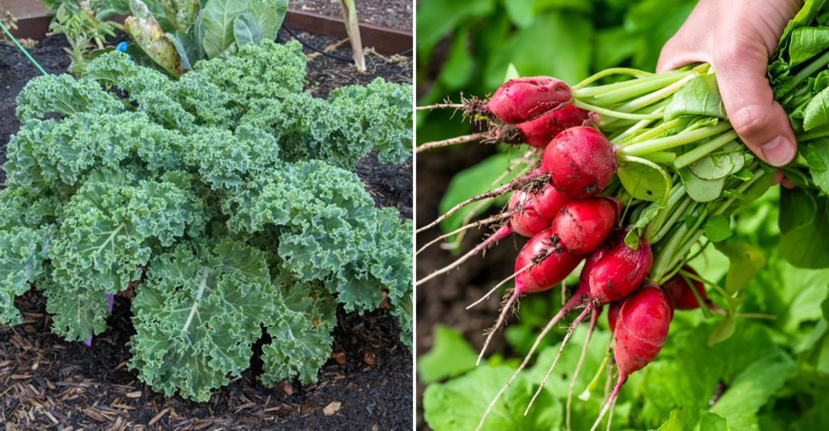 kale and radishes