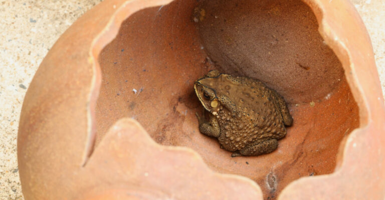 Oregon Gardeners, Turn A Broken Pot Into A 2 Minute Toad House For Natural Slug Control