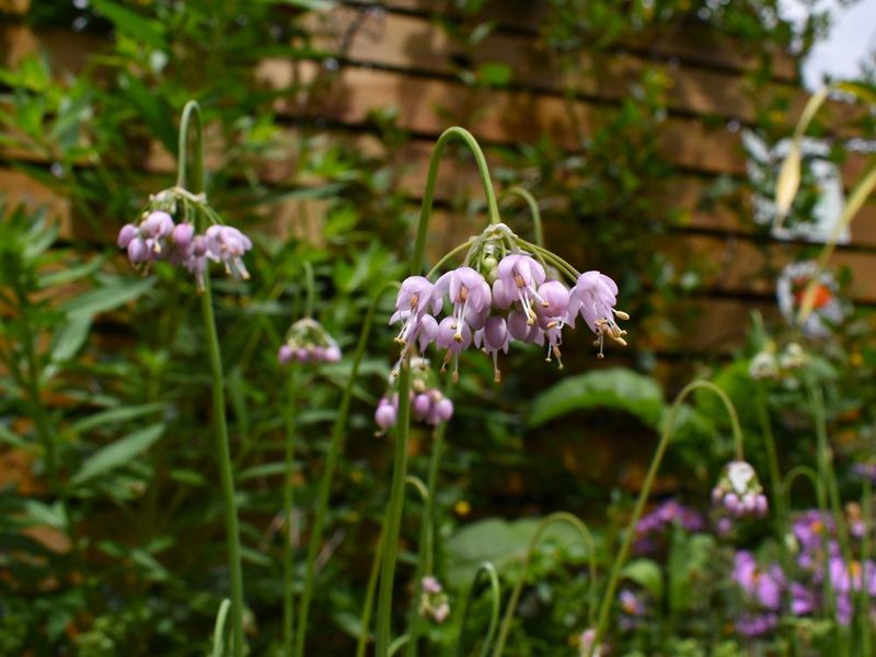 Nodding Onion