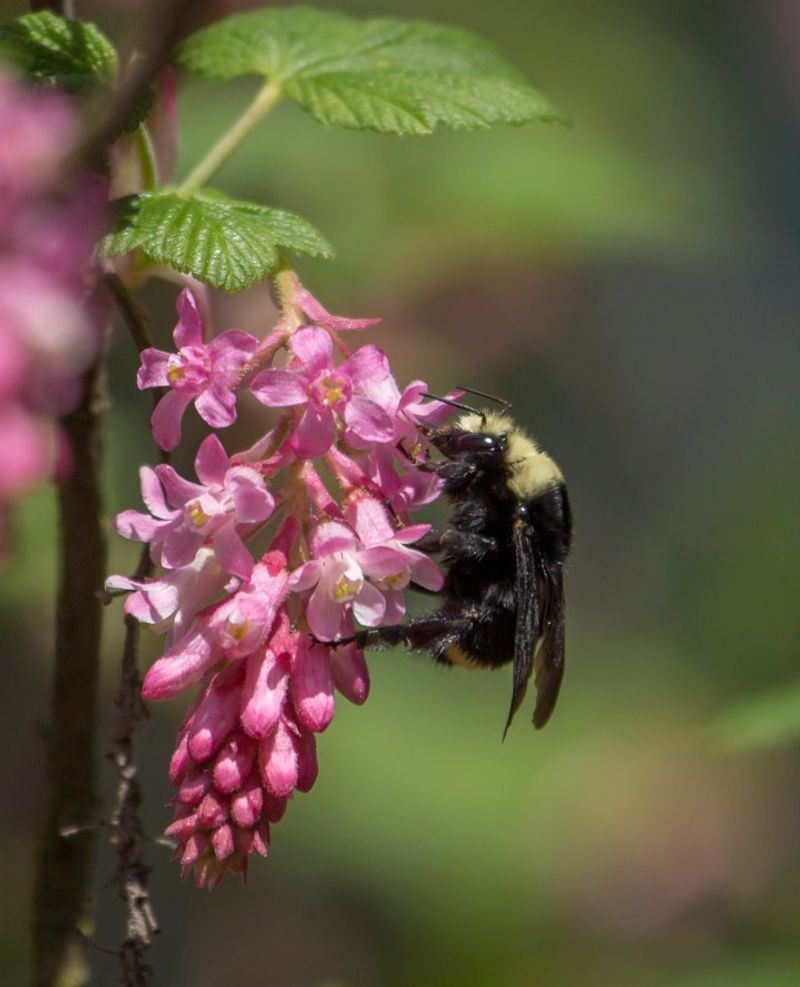 Red-Flowering Currant