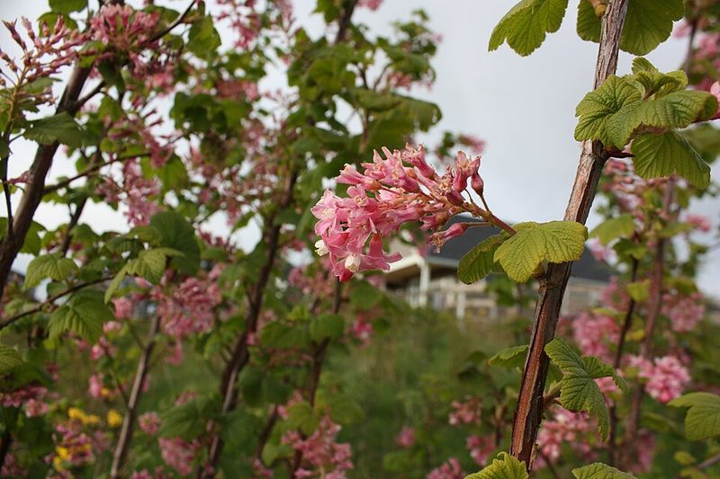 Red-Flowering Currant Brings Early Spring Color