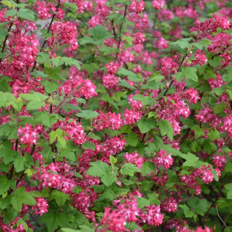 Red Flowering Currant (Ribes Sanguineum)