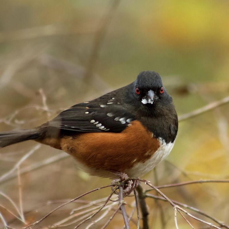Snowberry (Symphoricarpos albus)