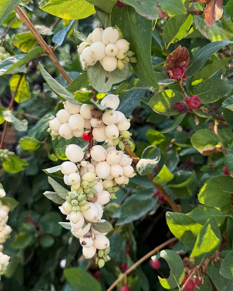 Snowberry Adding Bright White Berries