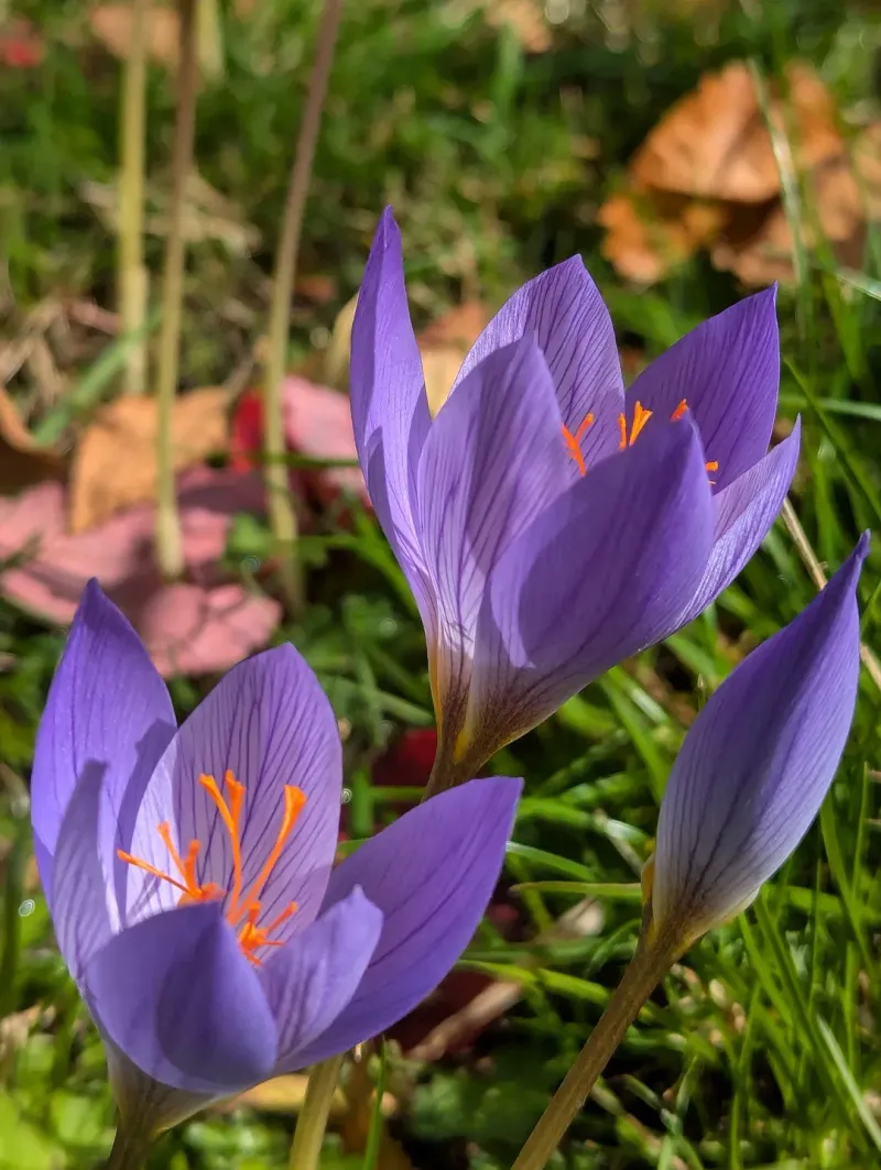 Crocus With The First Color Splash