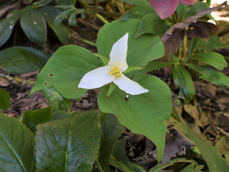 Western Trillium Opens White Blooms In Woodland Gardens