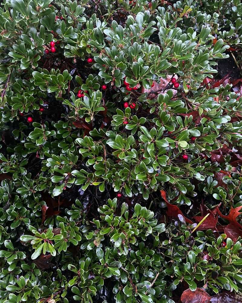 Kinnikinnick (Arctostaphylos uva-ursi)