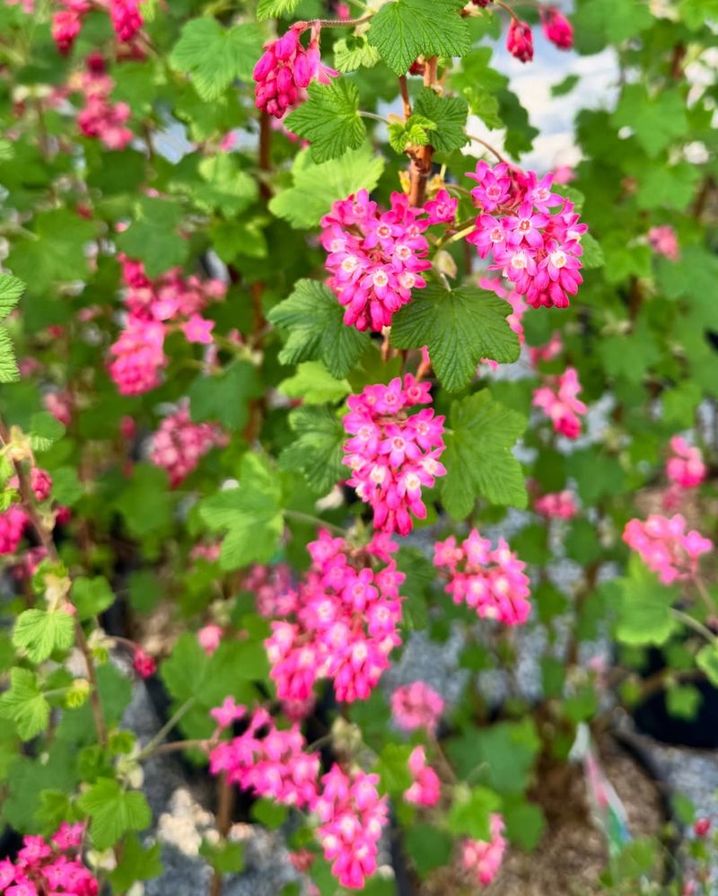 Flowering Currant