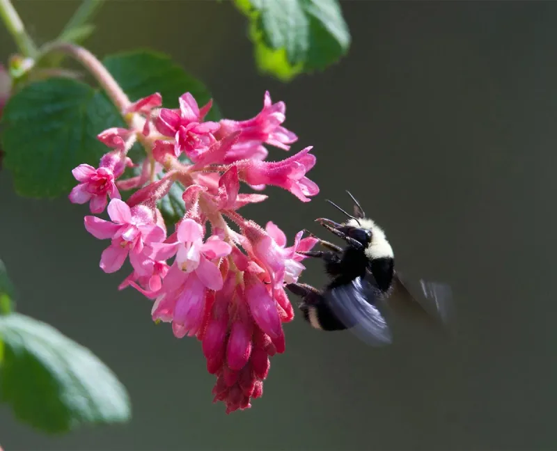 Red-Flowering Currant