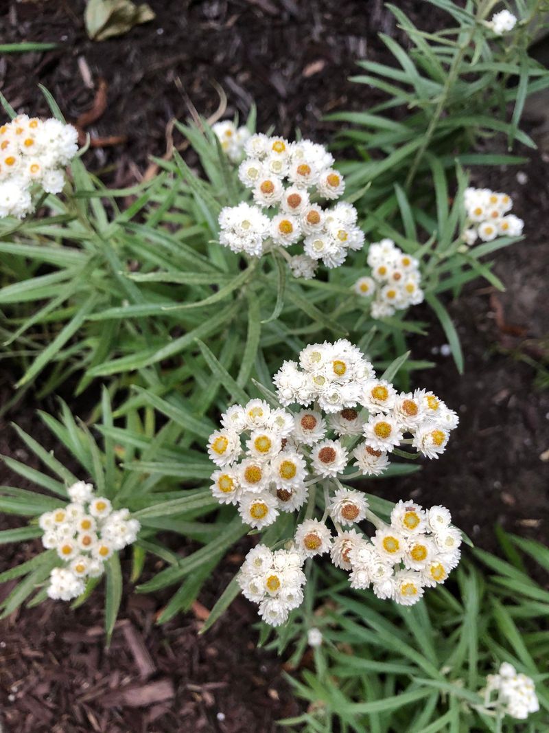 Pearly Everlasting