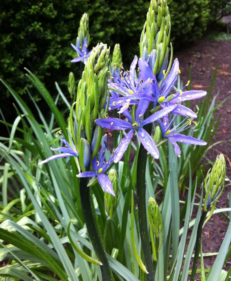 Camas Sends Up Blue Blooms As Spring Gains Momentum
