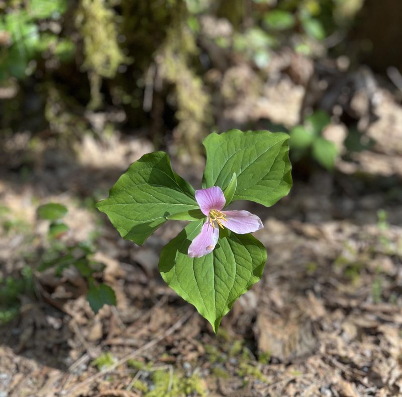 Western Trillium (Trillium ovatum)