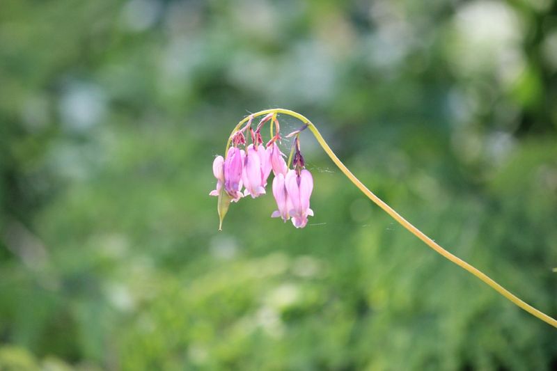 Pacific Bleeding Heart