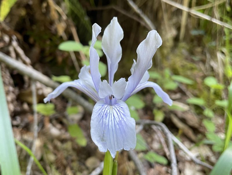 Douglas Iris