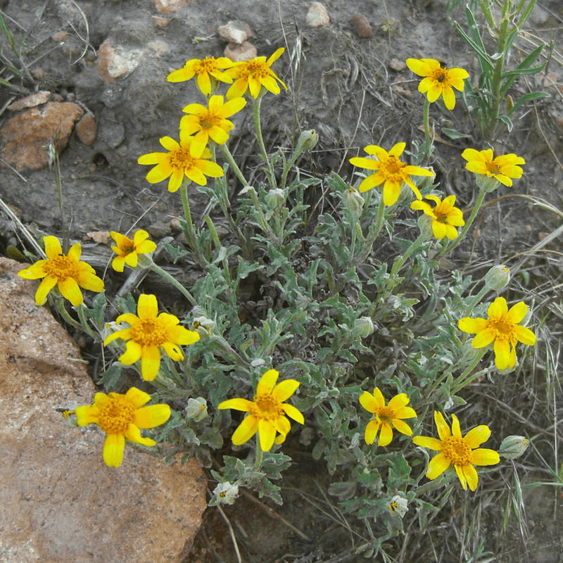 Bright Yellow Blooms Add Long-Lasting Color To Fence Lines