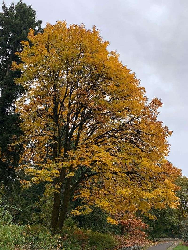 Bigleaf Maple 