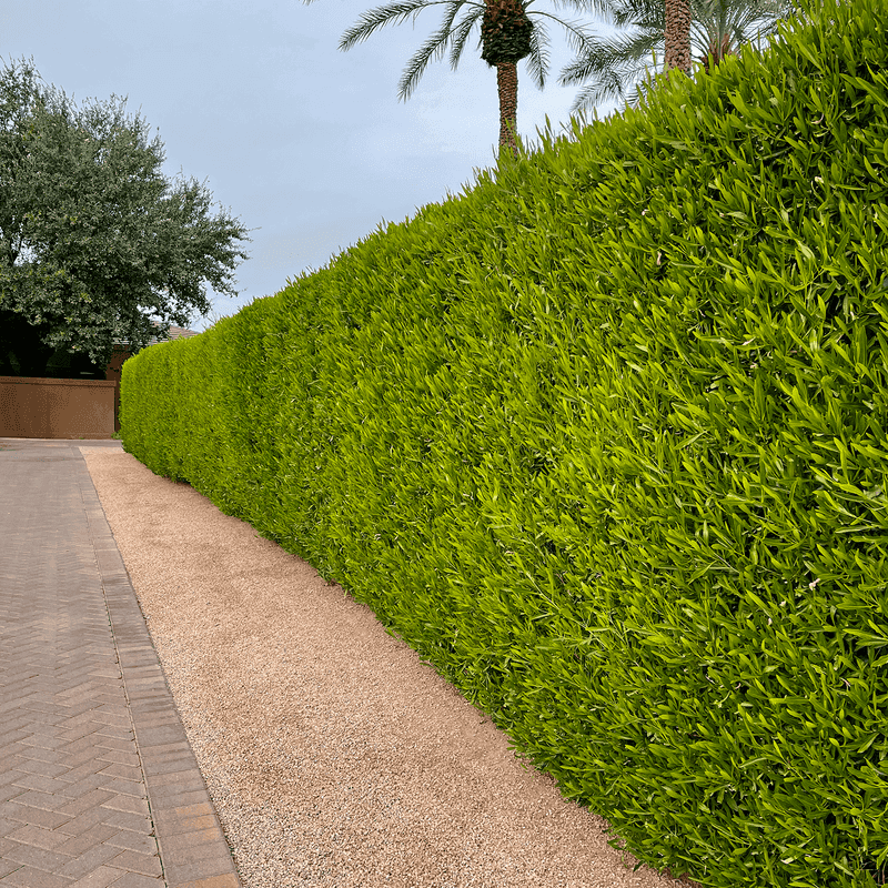 Hopseed Bush Fills In Fast For Privacy