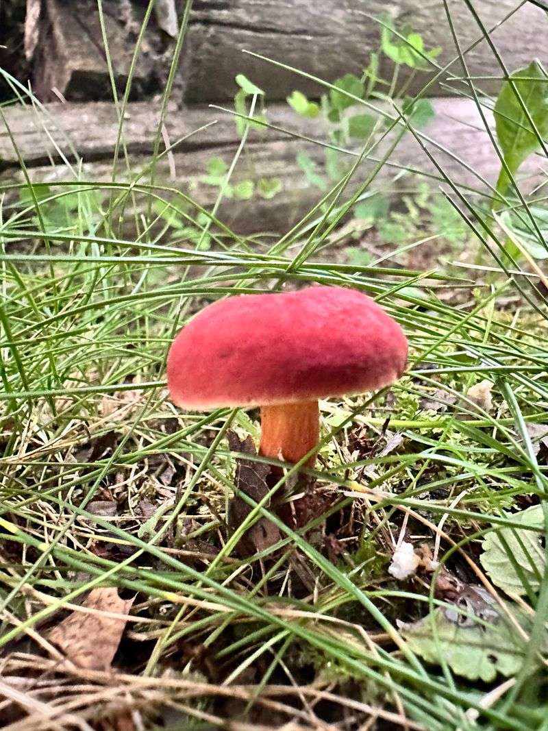 Fungi Help Break Down Buried Roots And Old Wood