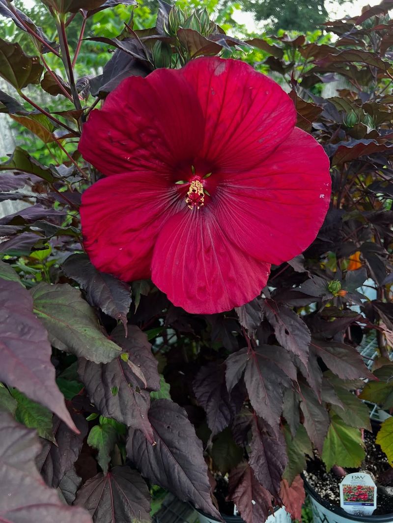 Hibiscus