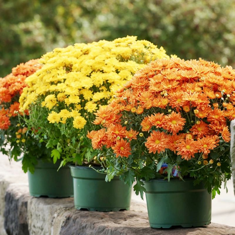 Chrysanthemum (Mum)