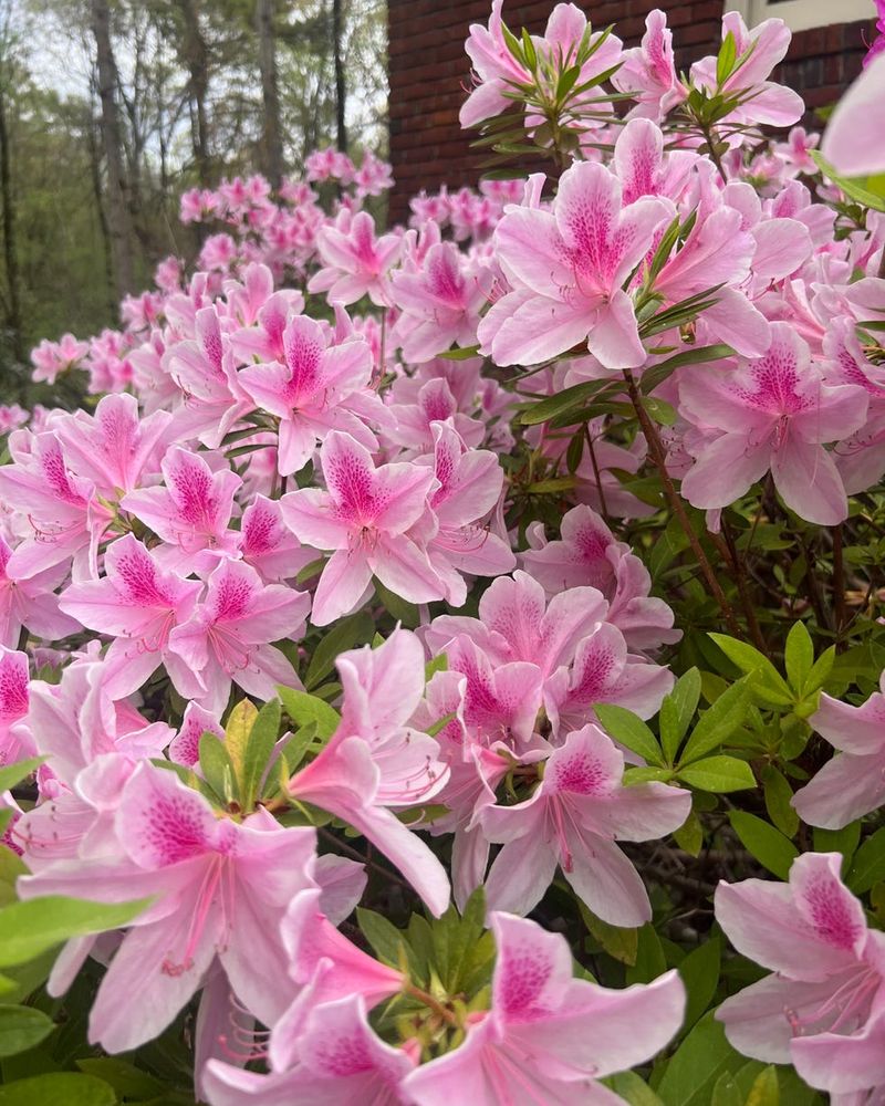 Azaleas Bloom On Old Wood And Should Wait