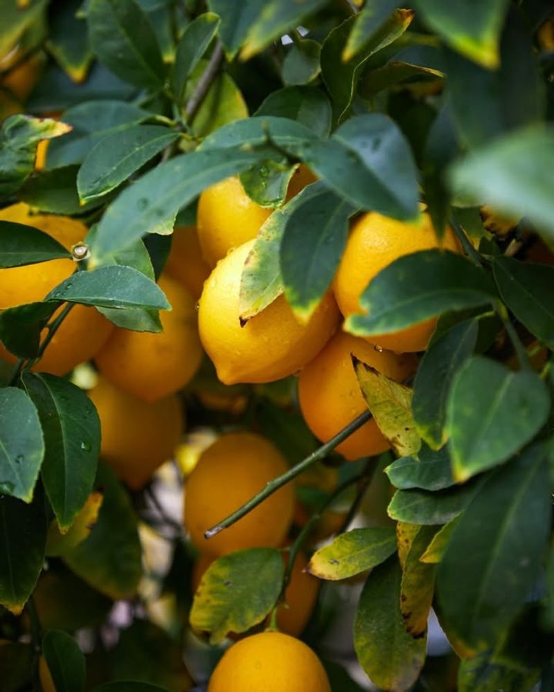 Citrus Trees Should Not Be Pruned Before Flowering And Fruit Set