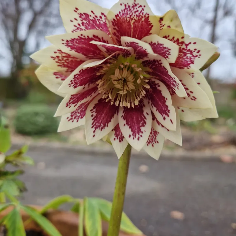 Hellebores